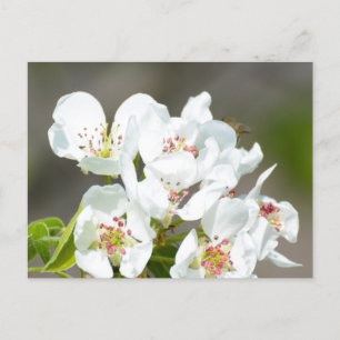 Carte Postale Arbre à poires
