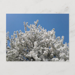 Carte Postale Arbre à pommes de neige printanières en fleurs