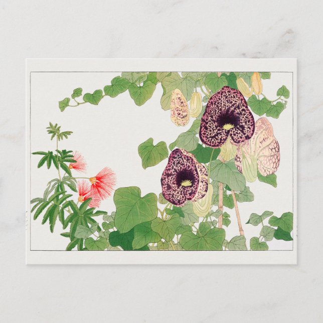 Carte Postale Arbre à poudre, fleur calicot par Tanigami Konan (Devant)