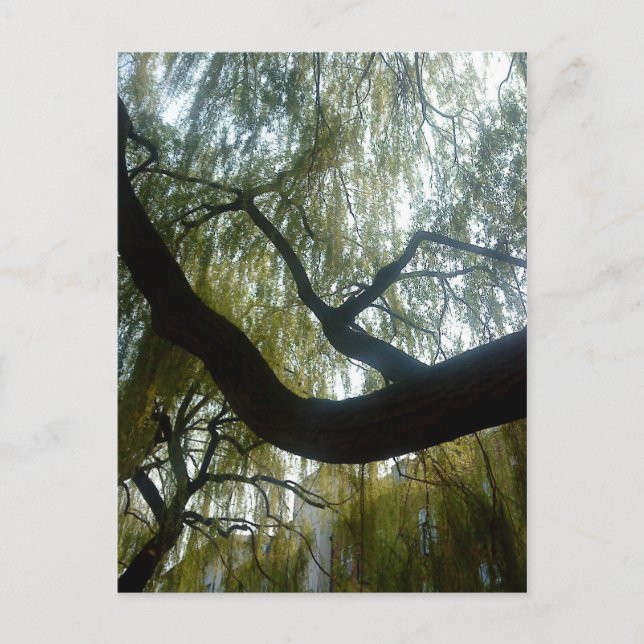 Carte Postale Arbre à saules (Devant)