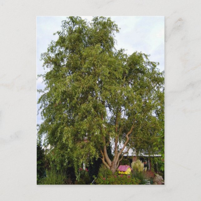 Carte Postale Arbre à saules (Devant)