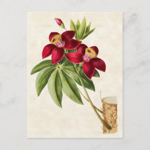 Carte Postale Arbre à soie cotonneuse Botanique vintage