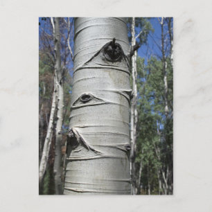 Carte Postale Arbre à trembles