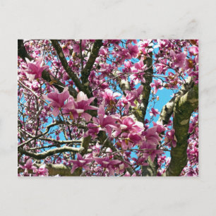 Carte Postale Arbre à tulipes