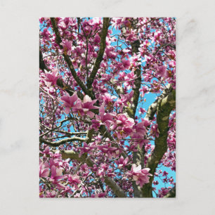 Carte Postale Arbre à tulipes