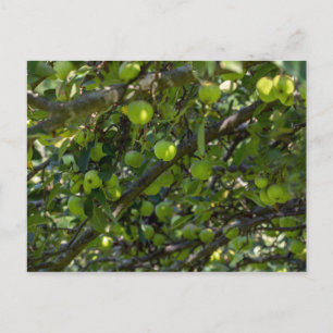 Carte Postale Arbre Apple