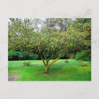Carte Postale Arbre Apple