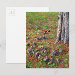 Carte Postale Arbre aux racines montrant la photographie de la n