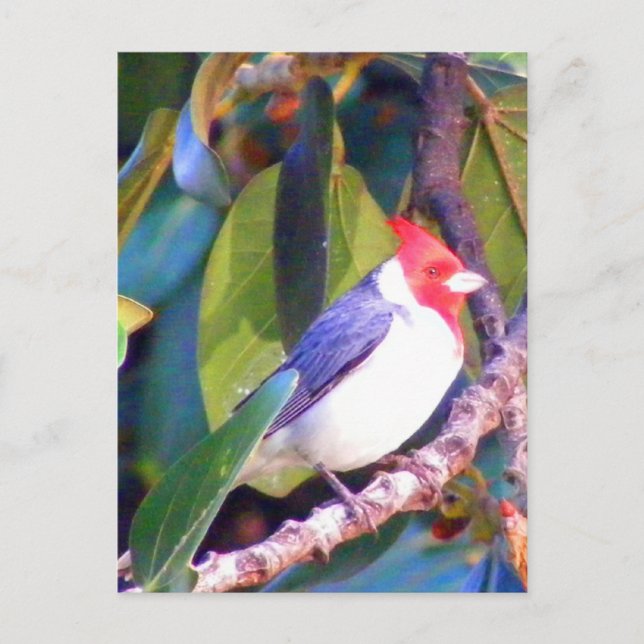 Carte Postale Arbre avec cardinal brésilien (Devant)