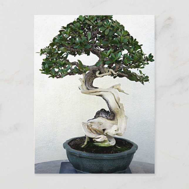 Carte Postale Arbre bonsai (Devant)