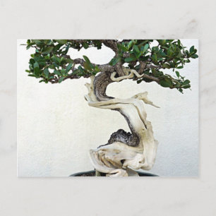 Carte Postale Arbre bonsai