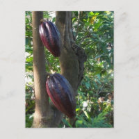 Carte postale Arbre Cacao