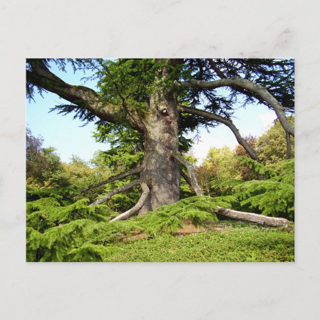 Carte postale Arbre Cèdre du Liban (Devant)