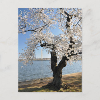 Carte Postale Arbre cerise aux fleurs blanches