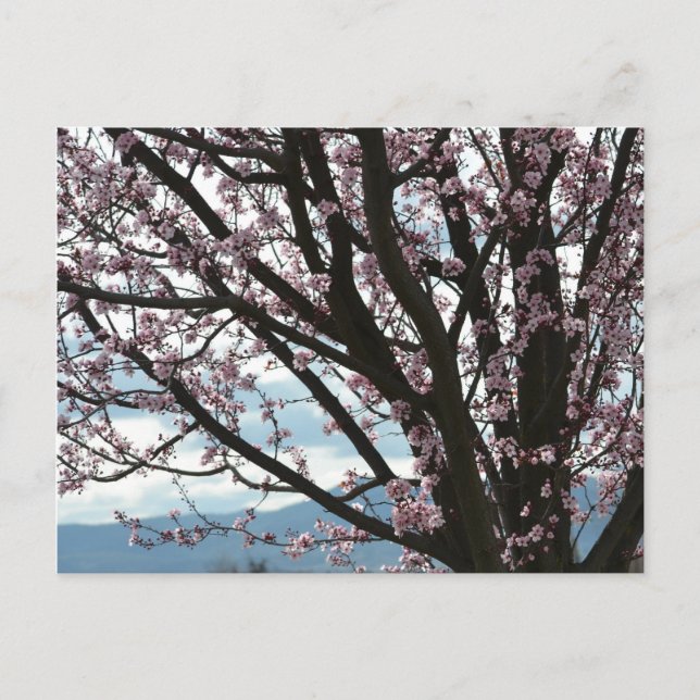 Carte Postale Arbre cerise en fleurs (Devant)