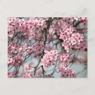 Carte Postale Arbre cerise en fleurs