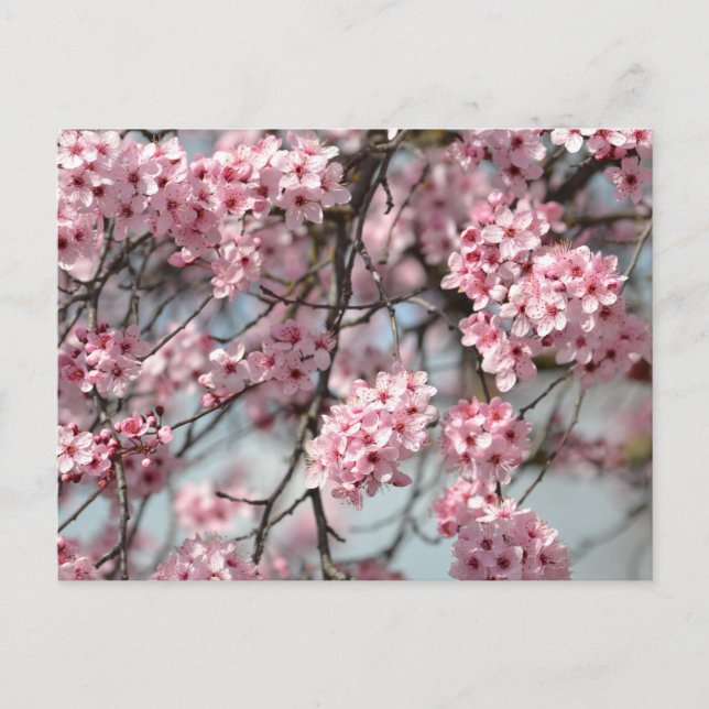 Carte Postale Arbre cerise en fleurs (Devant)