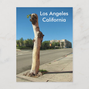Carte postale Arbre Cool de Los Angeles !