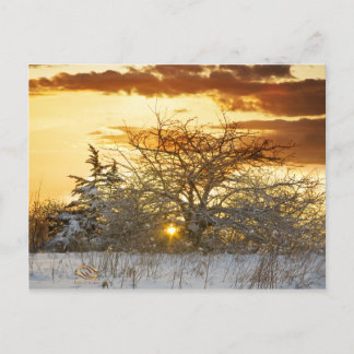 Carte Postale Arbre coucher de soleil hiver Vermont