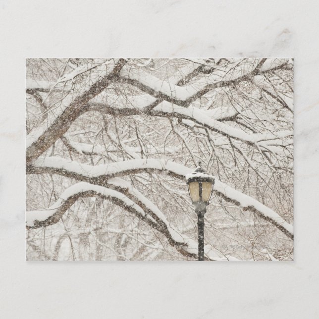 Carte Postale Arbre couvert de neige 2 (Devant)
