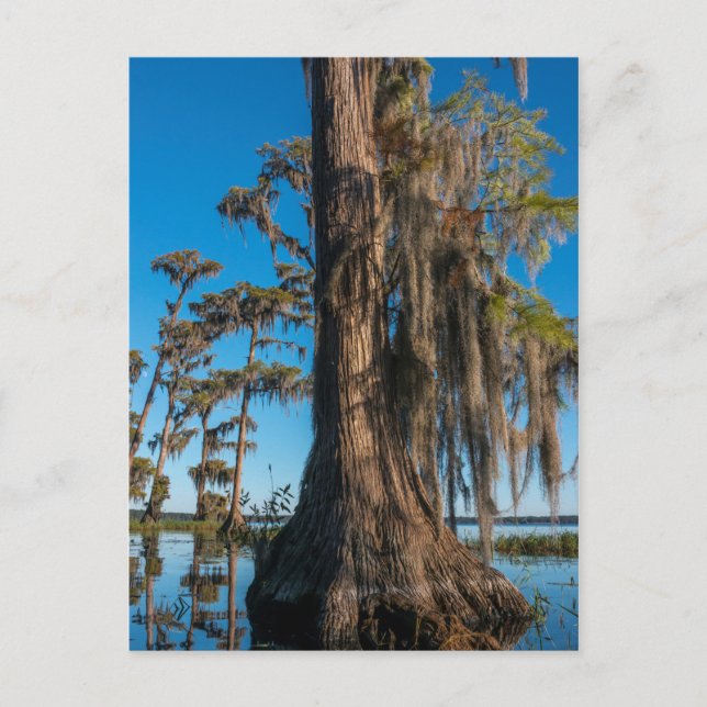 Carte Postale Arbre cyprès en étang dans un marécage (Devant)