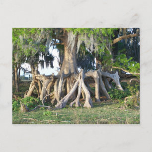 Carte Postale Arbre Cypress
