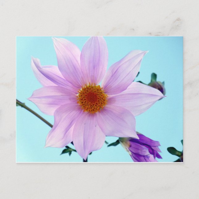 Carte Postale Arbre Dahlia (Devant)