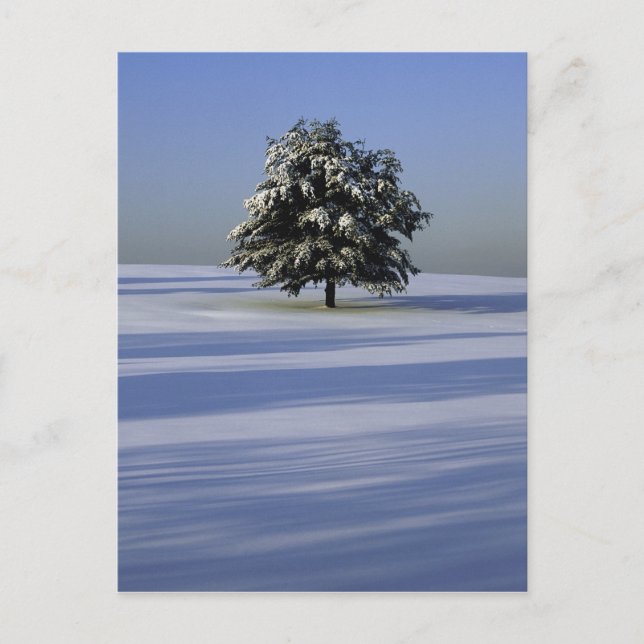 Carte Postale Arbre dans le paysage couvert de neige (Devant)