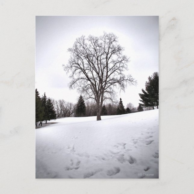 Carte Postale Arbre dans le paysage Neige du début du printemps (Devant)