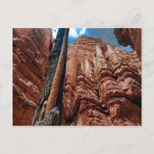 Carte Postale Arbre dans un arbre Boucle Navajo à Bryce Canyon