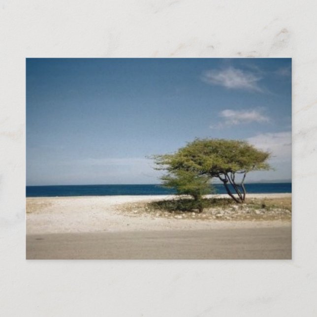 Carte Postale Arbre de Bonaire (Devant)
