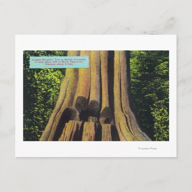 Carte Postale Arbre de cèdre le plus grand enregistré en Colombi (Devant)