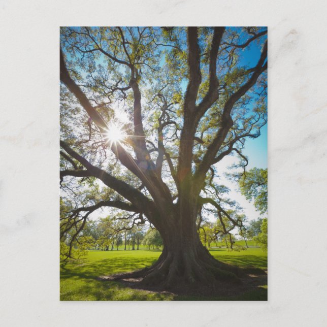 Carte Postale Arbre de chêne vivant au sud (Devant)