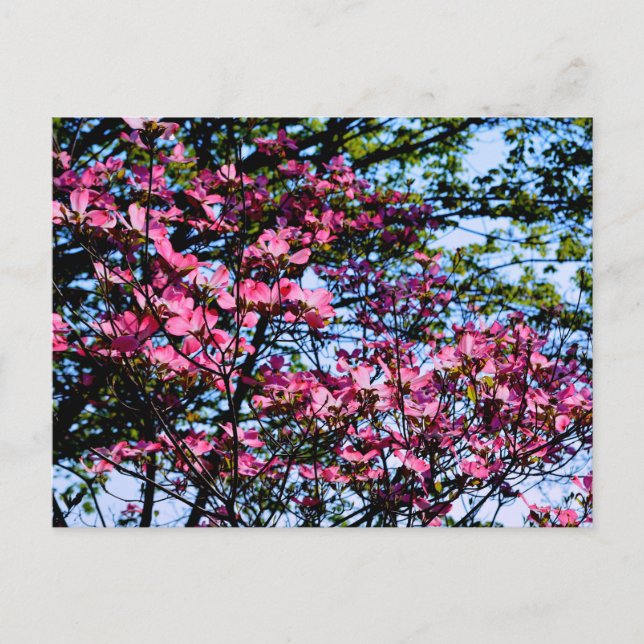 Carte Postale Arbre de cornouiller à fleurs élégant rose (Devant)