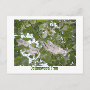 Carte Postale Arbre de Cottonwood