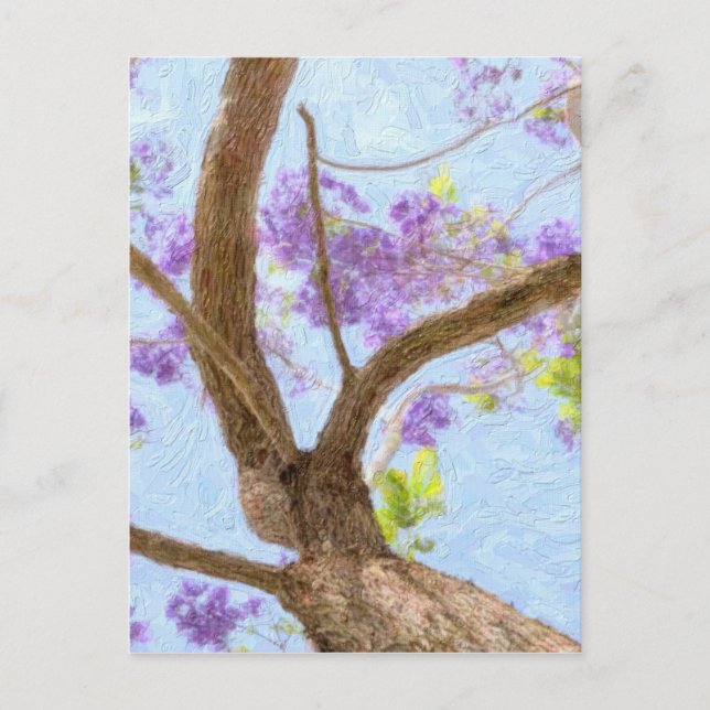 Carte Postale Arbre de Jacaranda (Devant)