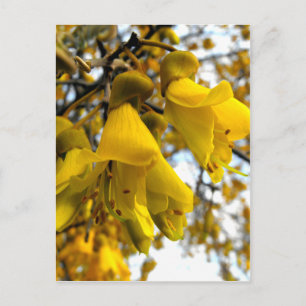 Carte Postale Arbre de Kowhai