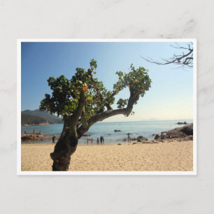 Carte Postale arbre de la plage de hung shing yeh