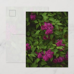 Carte Postale Arbre de lilas violet foncé, Salutation