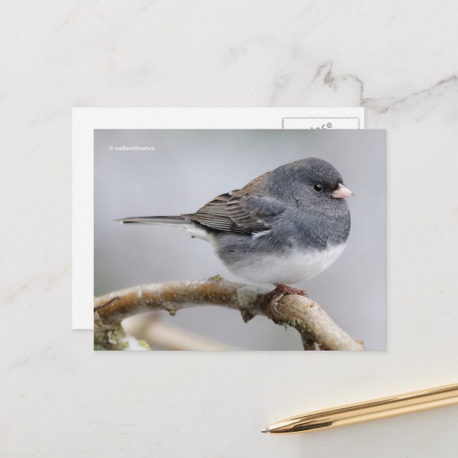 Carte Postale Arbre de l'oiseau-chanteur Junco à sourcils noirs (Devant/Arrière en situation)