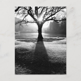Carte Postale Arbre de Lumière : Derwentwater, Lake District