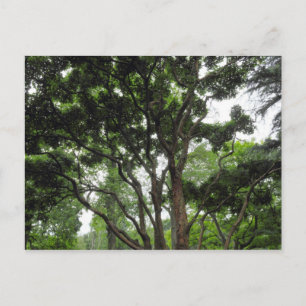 Carte Postale Arbre de Magnolia en été