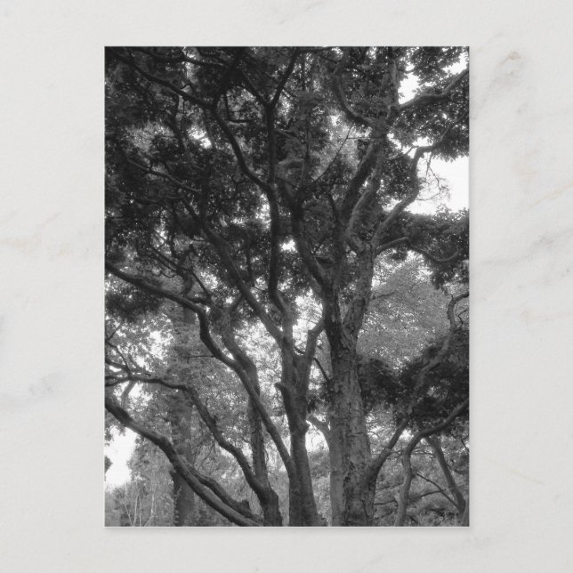 Carte Postale Arbre de Magnolia en été (Devant)