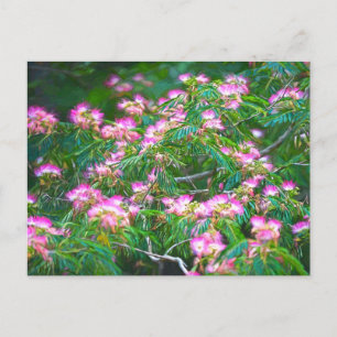 Carte Postale Arbre de Mimosa 