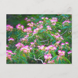 Carte Postale Arbre de Mimosa