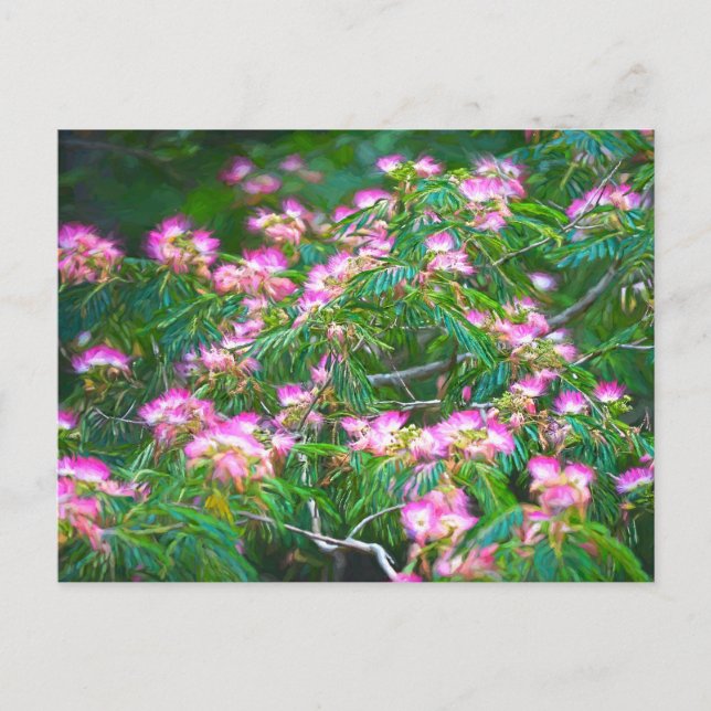 Carte Postale Arbre de Mimosa (Devant)