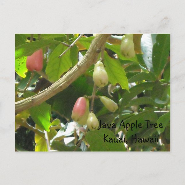 Carte Postale Arbre de pomme Java (Devant)