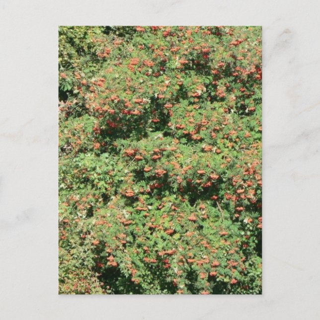 Carte Postale Arbre De Rowan Aux Berries (Devant)