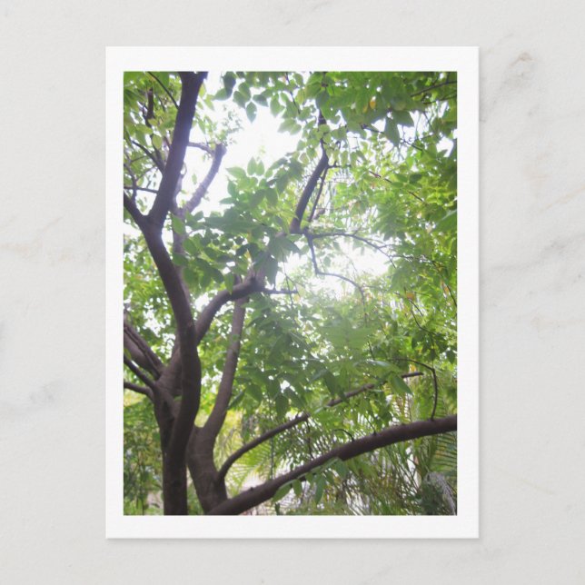 Carte Postale Arbre de Starfruit (Devant)