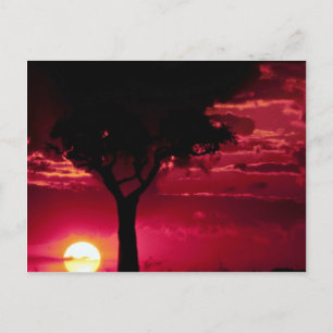 Carte Postale Arbre de Sunset et Balanites dans le Masai Mara Ga